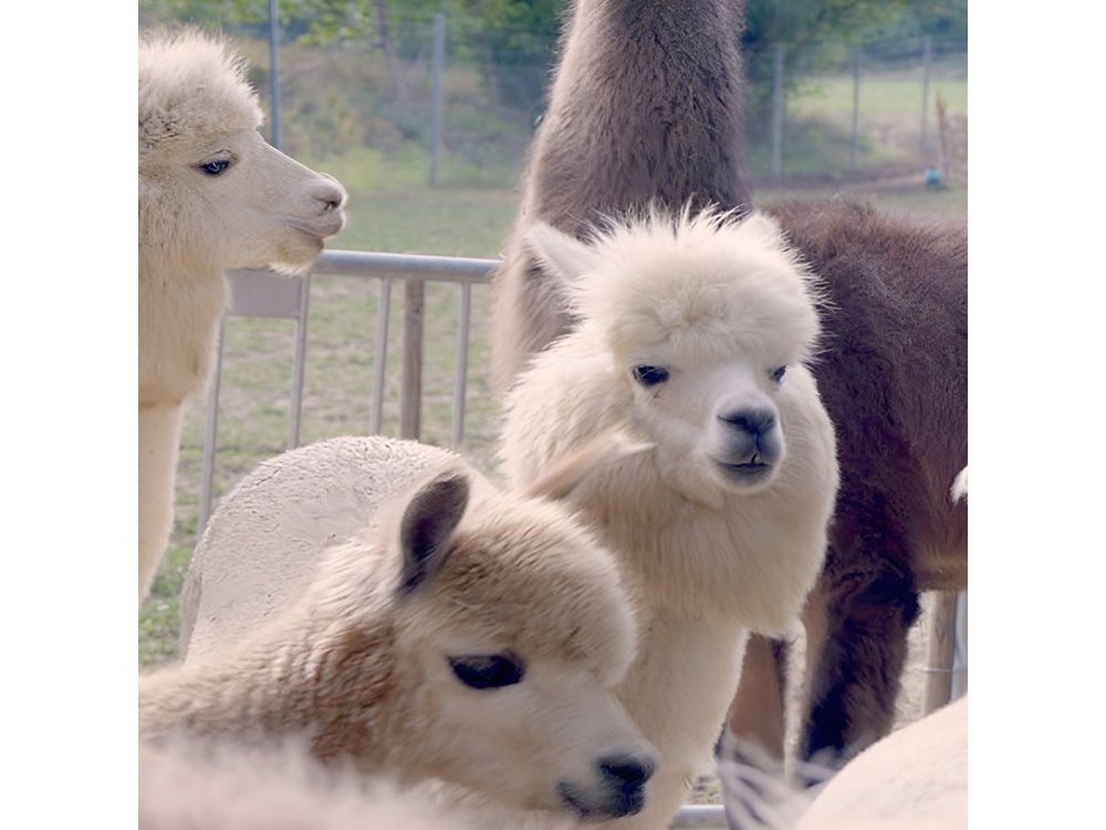 Alpaca and llama hike Moedling near Vienna
