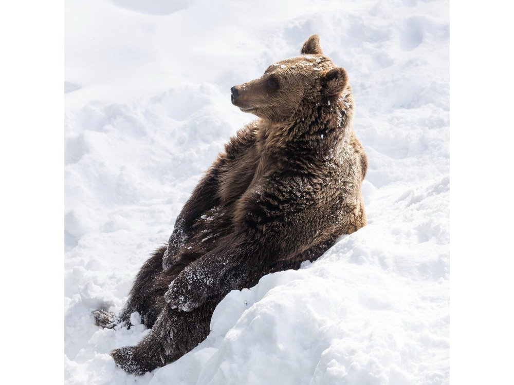Half-Day Trip to Ranua Wildlife Park from Rovaniemi