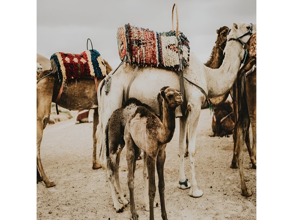 Atlas Mountains, Imlil valley, waterfalls, & Camel ride Day trip from Marrakech
