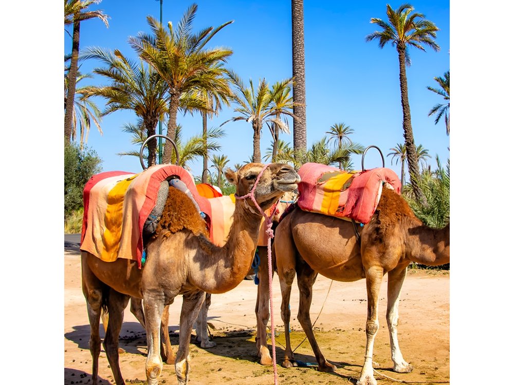 Camel Ride in the Palm Grove of Marrakech with Tea & Hotel Pickup