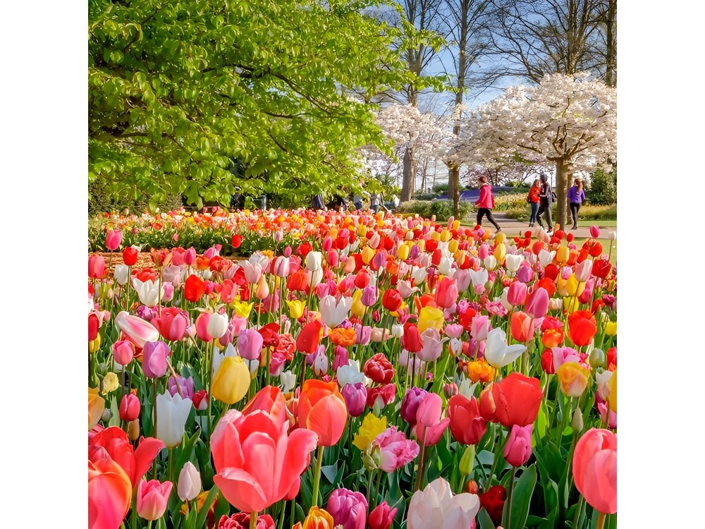 Skip-the-Line Keukenhof Gardens and Tulip Fields Tour from Amsterdam