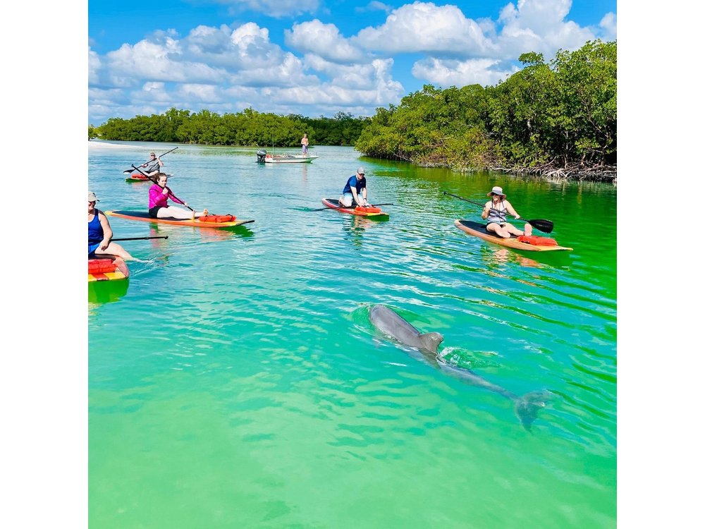 Dolphin and Manatee Adventure Tour of Fort Myers