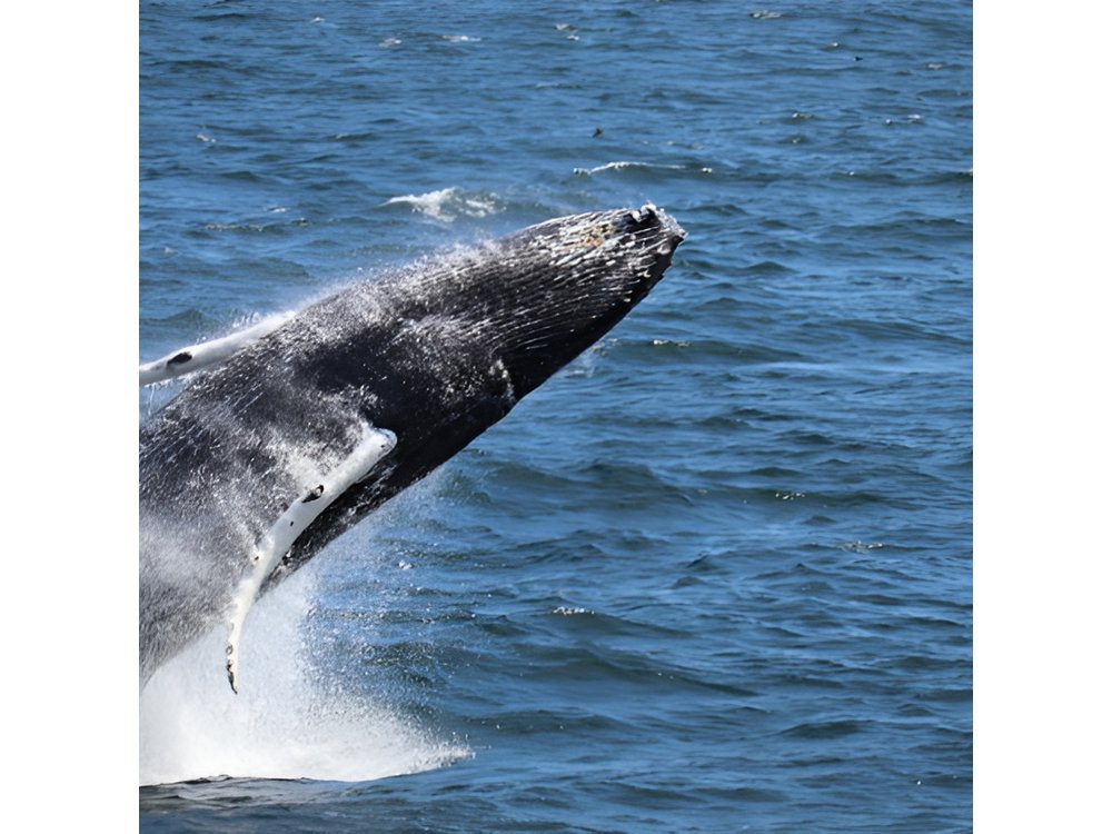 Guided Whale Watching Experience from Reykjavik
