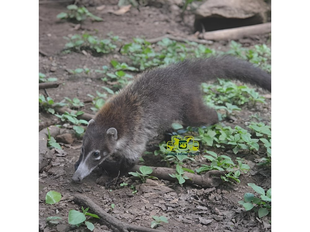 Animal Rescue center around San Jose - Experience tour