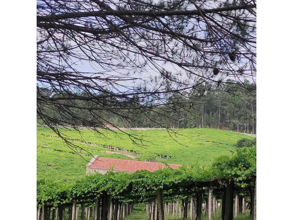 Rias Baixas PRIVATE Shore tour