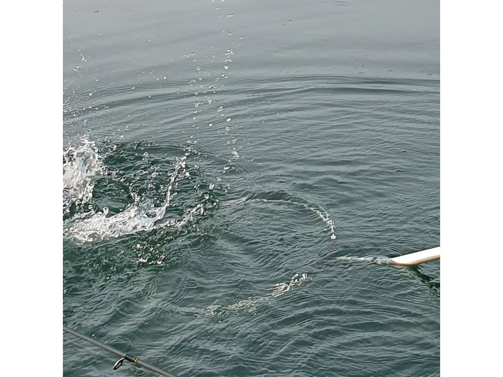 Fishing Tour with a Fishing Boat at Lake Constance (Untersee)