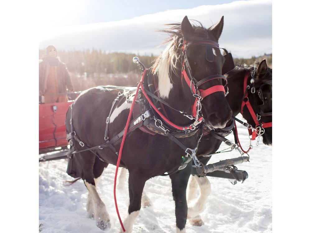Christmas Horse-Drawn Sleigh/Carriage Ride from Salzburg