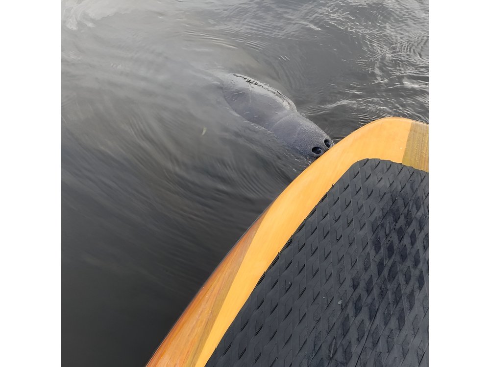 Dolphin and Manatee Adventure Tour of Naples with Florida History