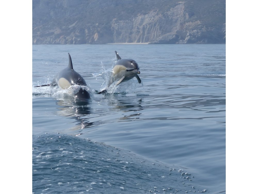 Sesimbra - Dolphins c/ Marine Biologist + Quick Embarkation