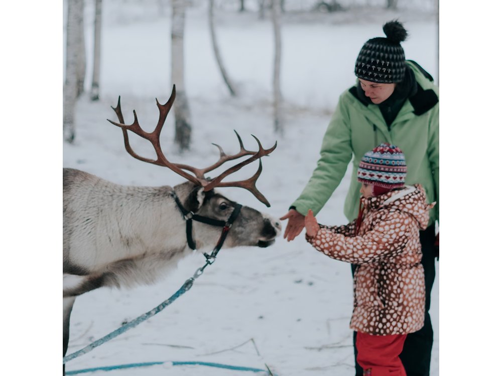 Family day: Reindeer, Husky and Snowmobiling in Levi