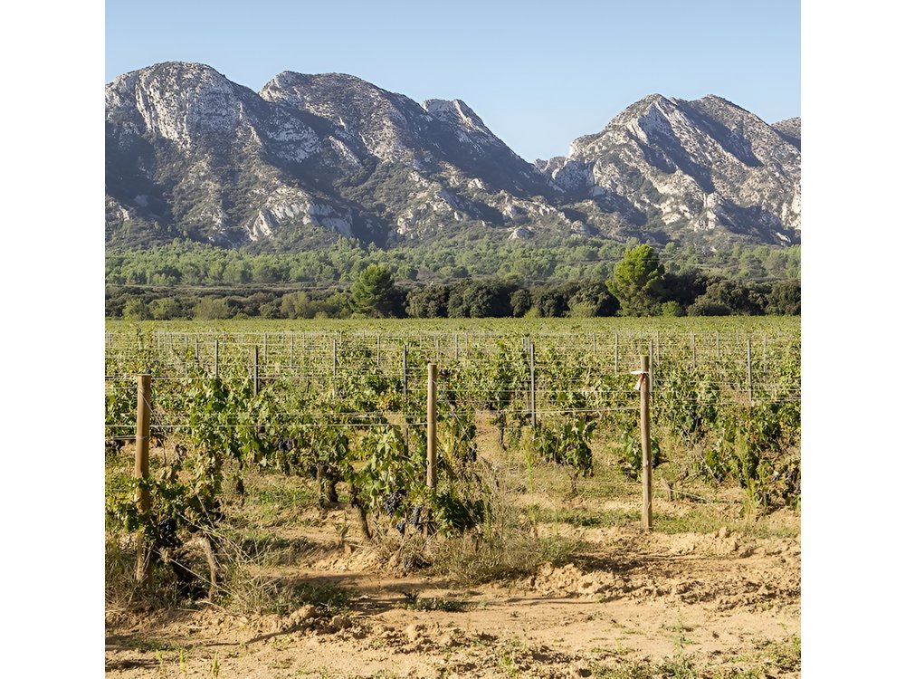 Les Baux de Provence : Wine day Tour : 7 hours