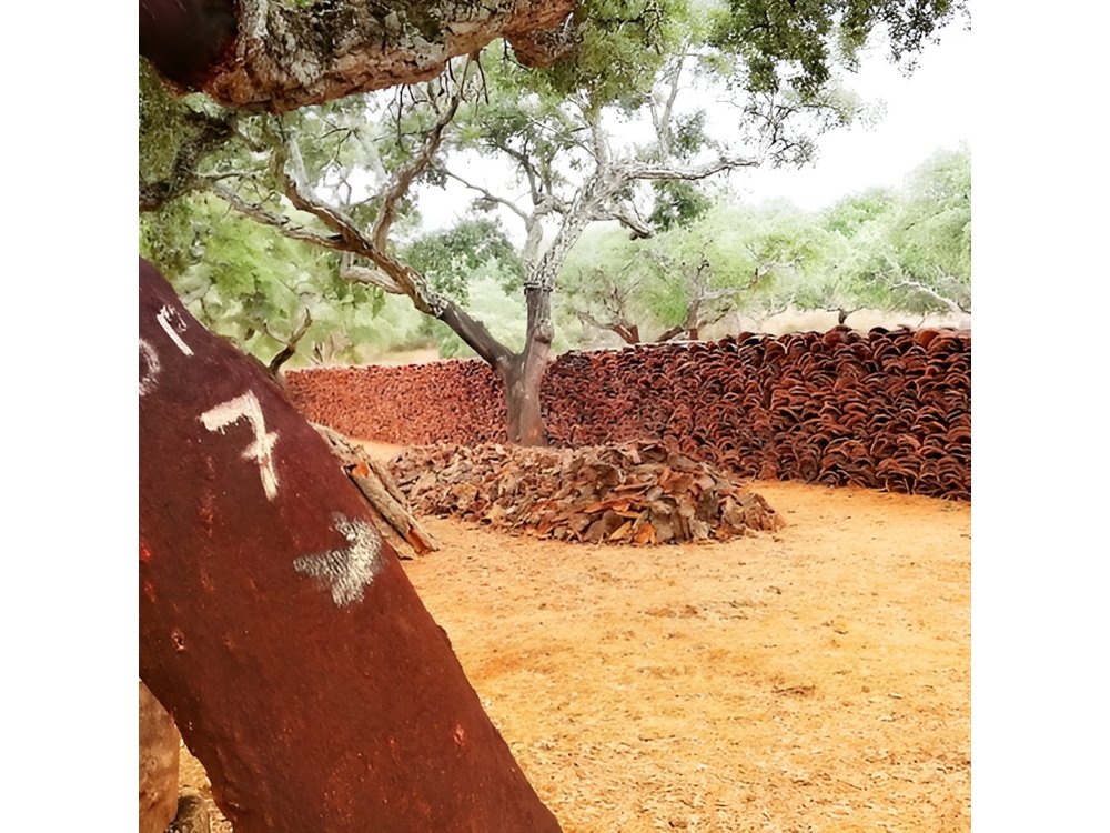 2hr Walk in a Cork Forest