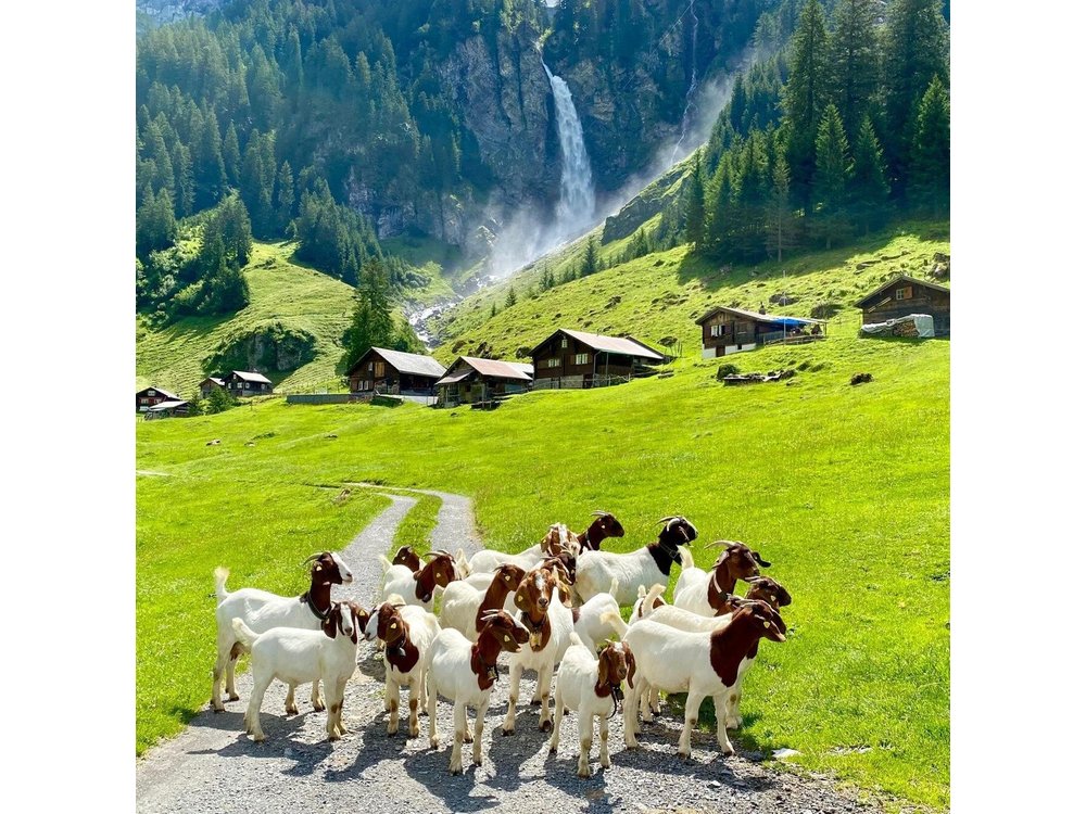 Natural Wonders of Switzerland: Private Day Tour from Zurich