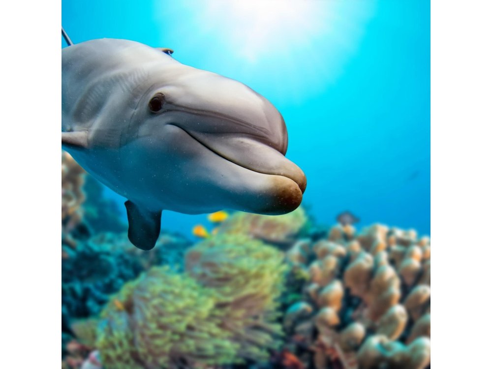 2-Hour Dolphin Sunset Tour from Giardini Naxos