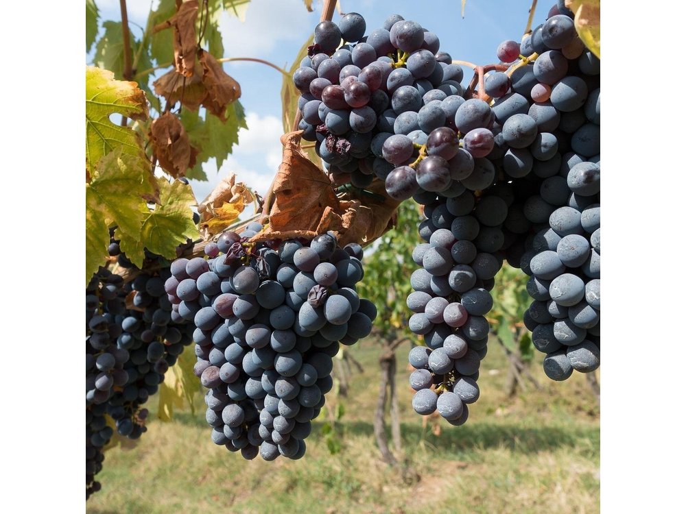 Private Day Trip to Chianti from Florence