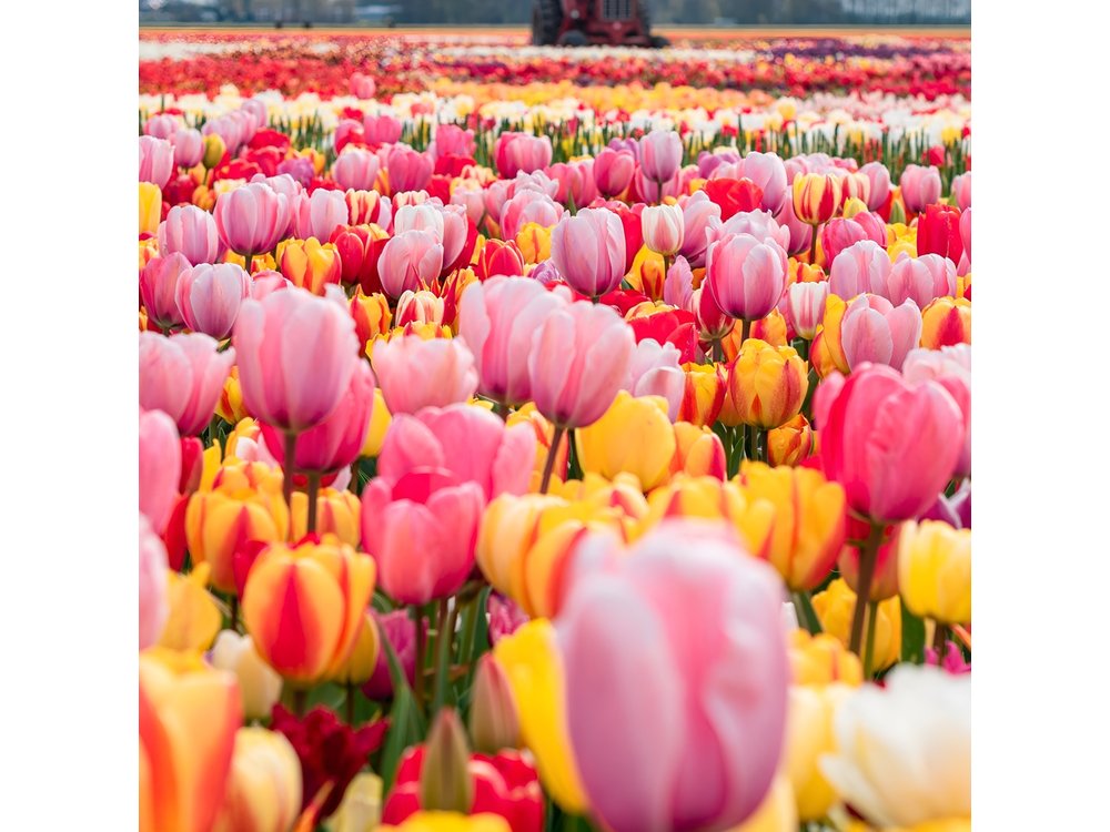 Private Tulip Fields, Windmills and Cheese Tour from Amsterdam