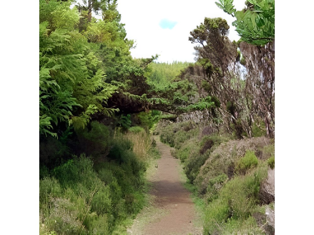 Hike 3 hours Inland Terceira Island