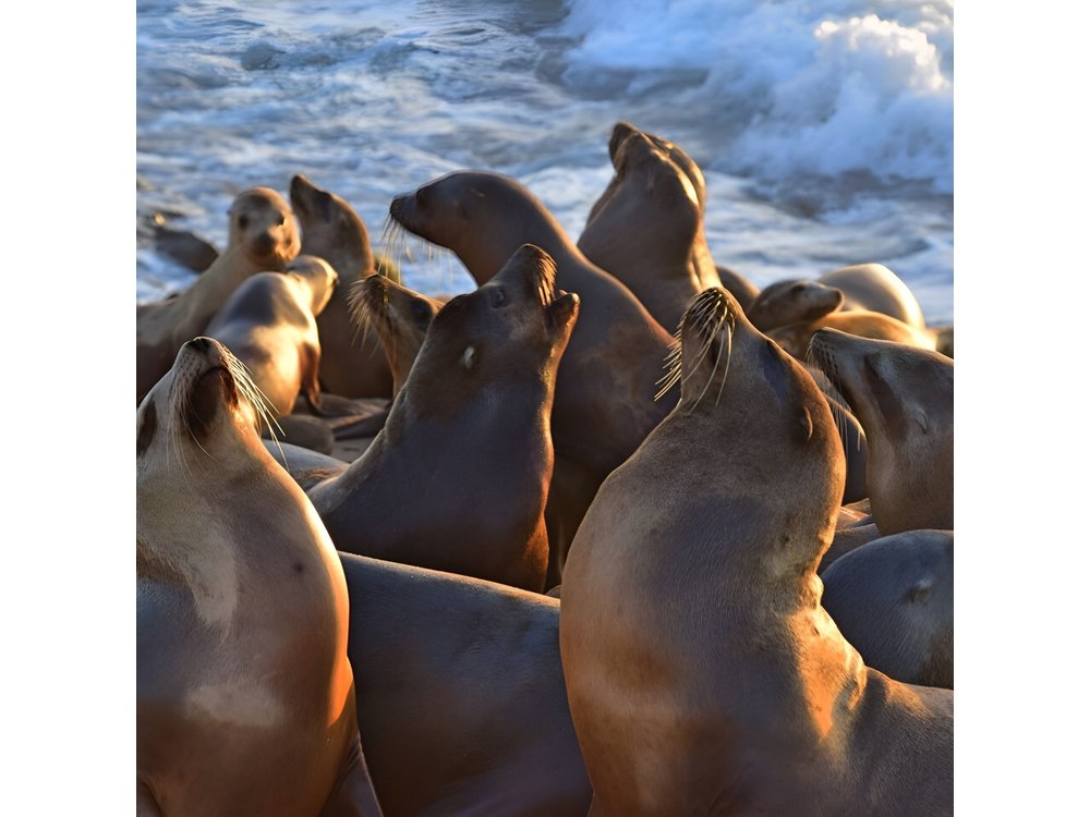 1.5 Hour Walking Tour from La Jolla in San Diego