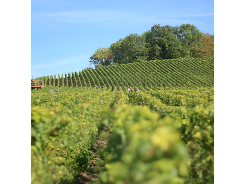 Full Rioja Wine Tour with Lunch from Bilbao - Private Tour
