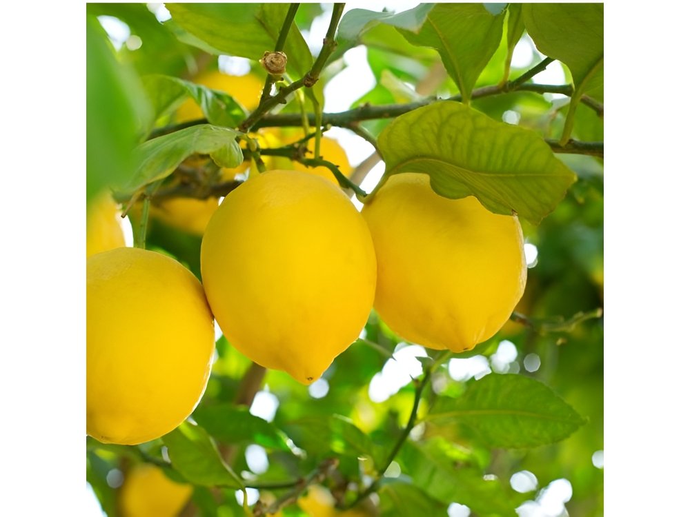 Sorrento: at the Vivaio by E-Bike with Limoncello Tasting