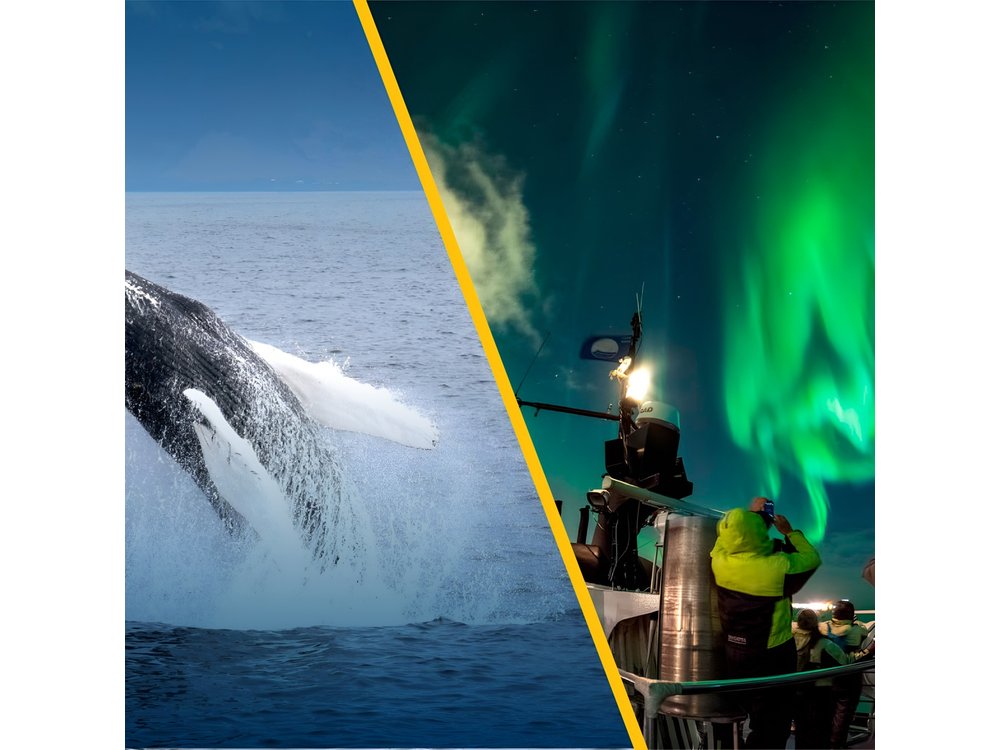 Iceland Super Saver: Northern Lights Cruise plus Whale-Watching Tour from Reykjavik