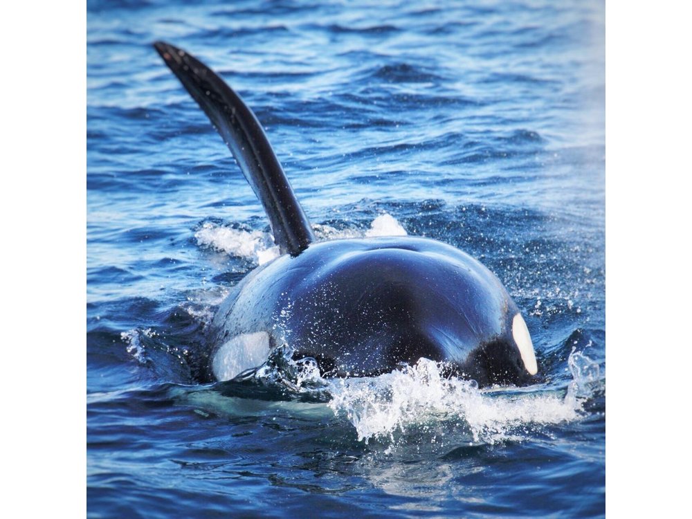 Whale and Dolphin Watching in San Diego