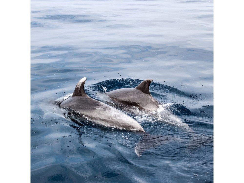 Dolphin Boat Trip in Benalmadena