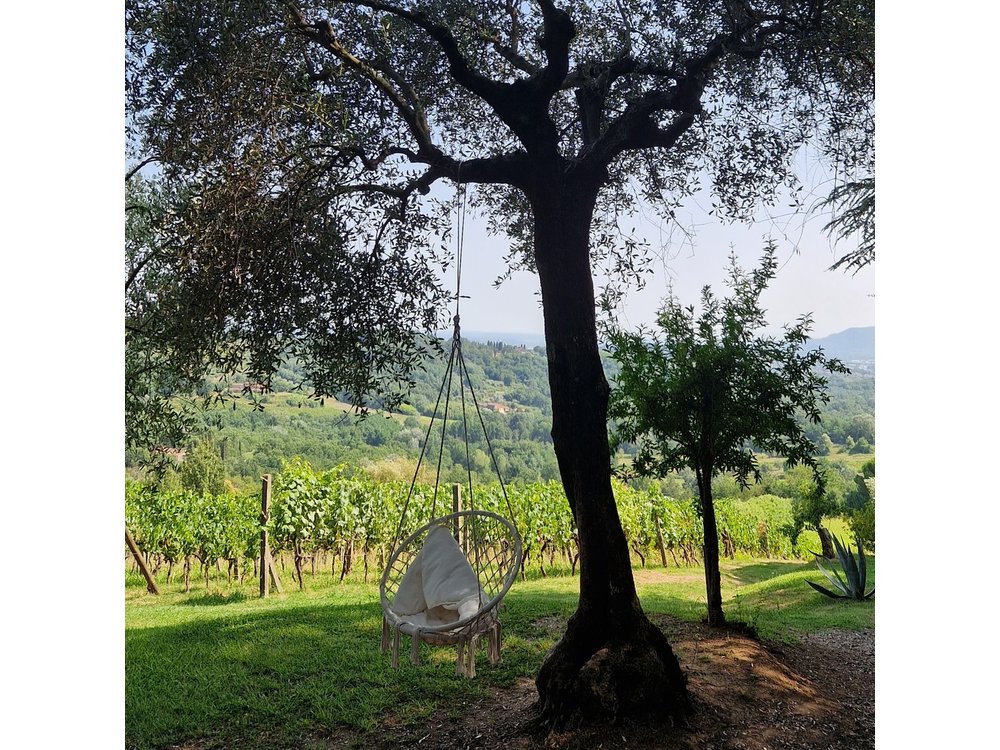 Wine Tour in the Countryside of Lucca with Lunch - with Minivan