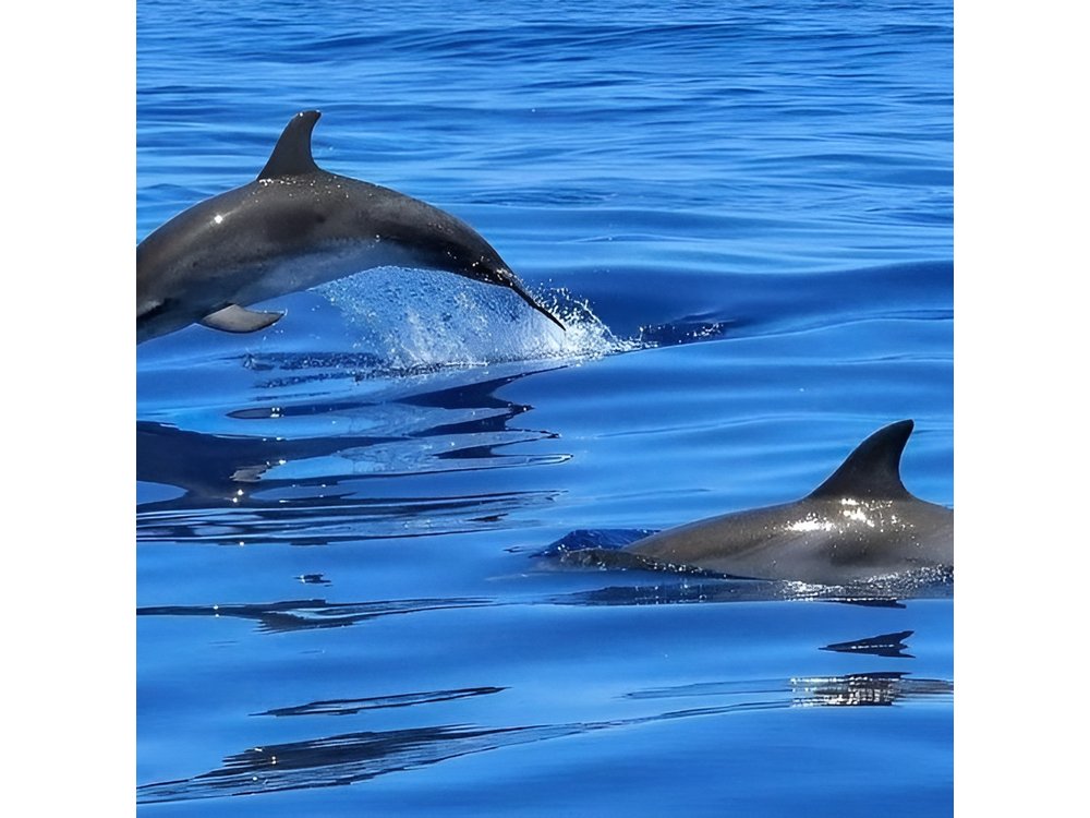 Dolphin Shelling Snorkeling Cruise in Tampa