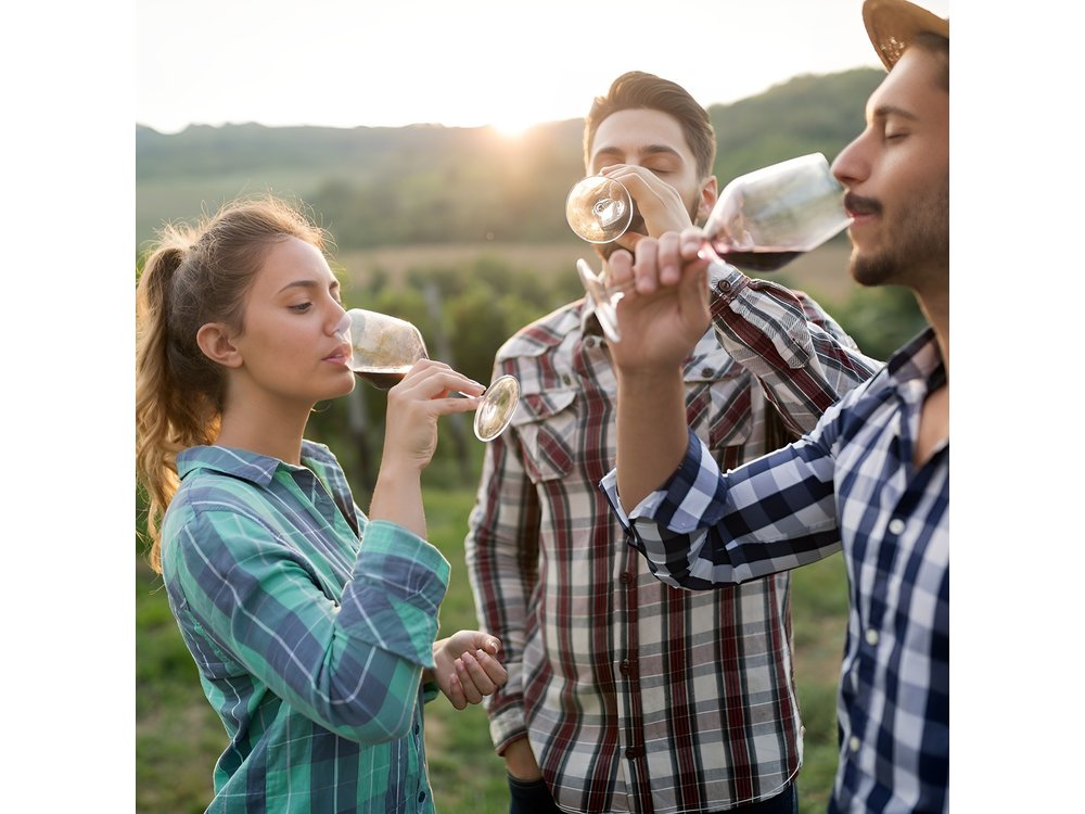 Veni vidi vino - the Freiburg wine hike