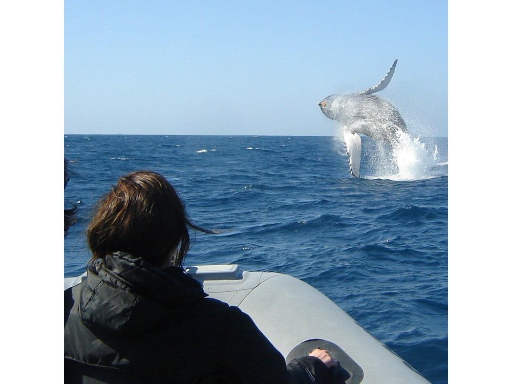 3-Hour Guided Whale and Dolphin Watching Experience in San Diego