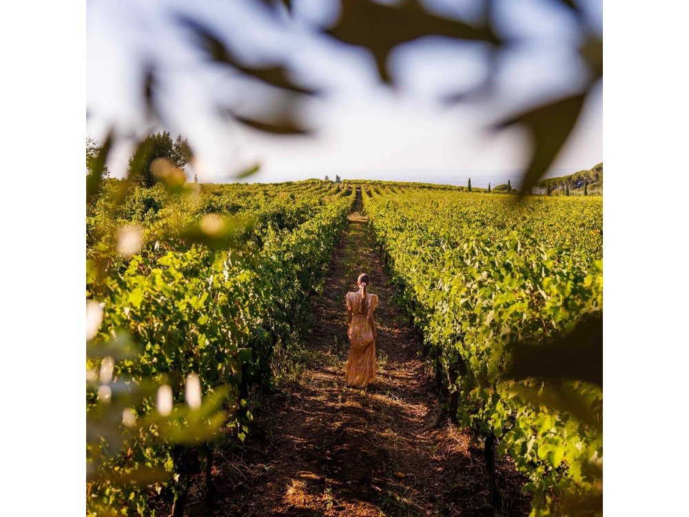 Wine Tasting in Frascati from Rome