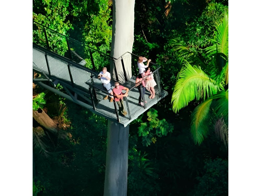 Tamborine Rainforest Skywalk + Hop on Hop off Bus from Brisbane
