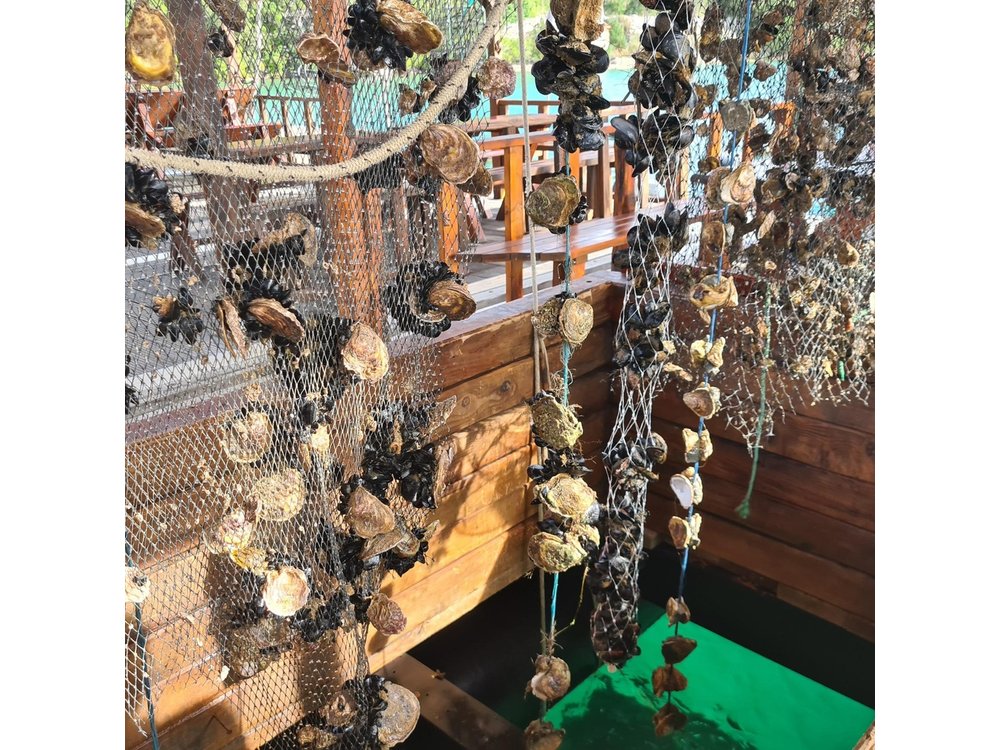 Oysters & Wine Tour From Dubrovnik (Small Group)