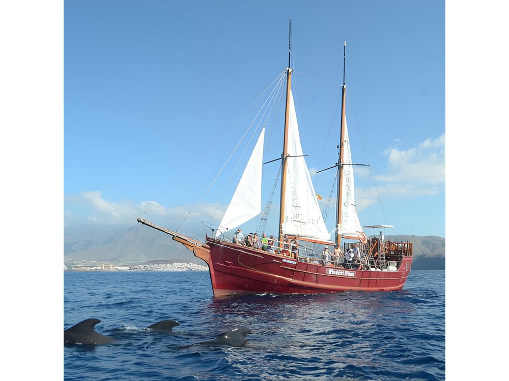 Tenerife: Whale & Dolphin Watching Cruise & Swim, Los Cristianos