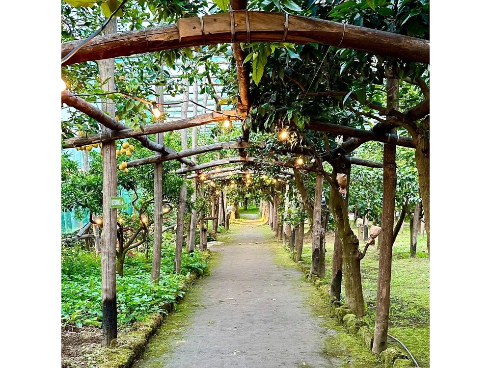 Sorrento Lemon Grove Experience with Local Product Tasting