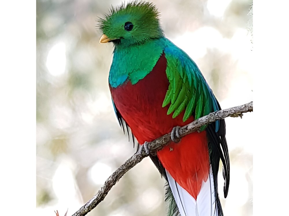 Birdwatching Private Tour in Cloud Forest, Coronado, San Jose