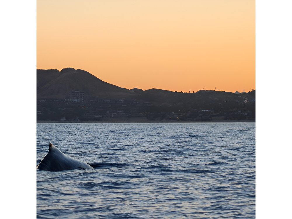 Sunset Whale Watching in San Jose del Cabo