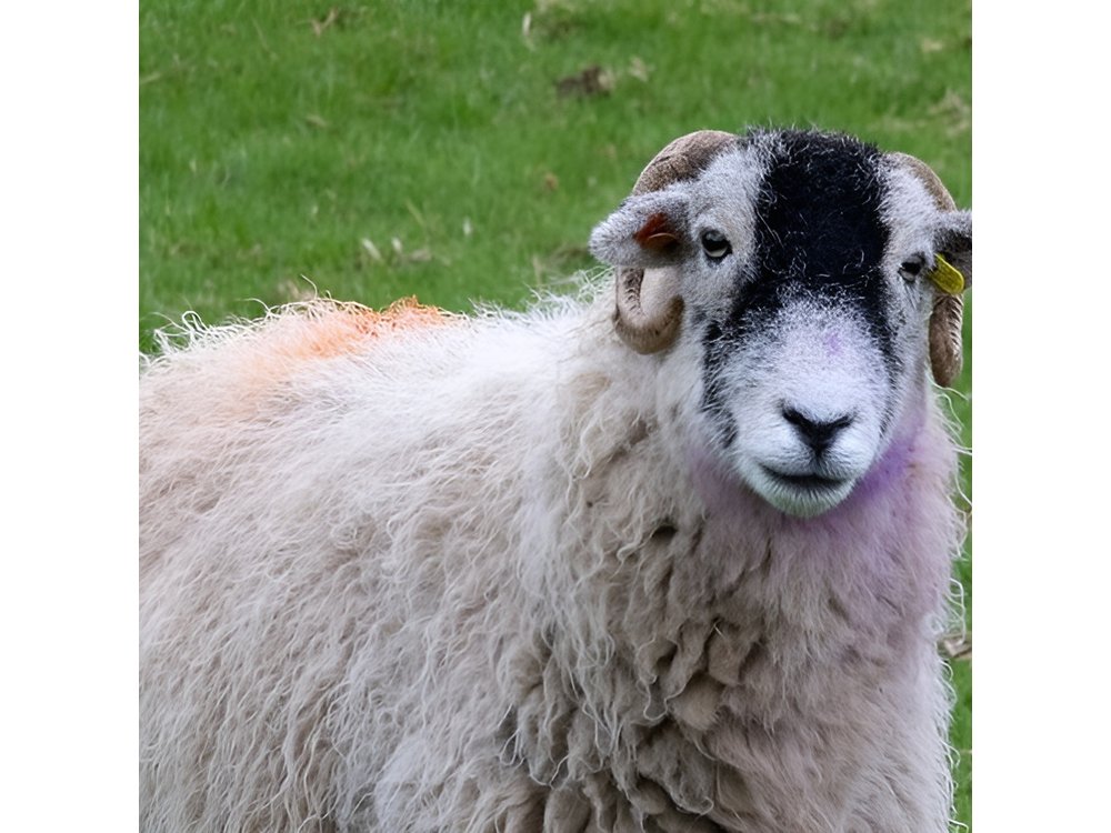 All Creatures Sereis Filming Location Tour Yorkshire Dales