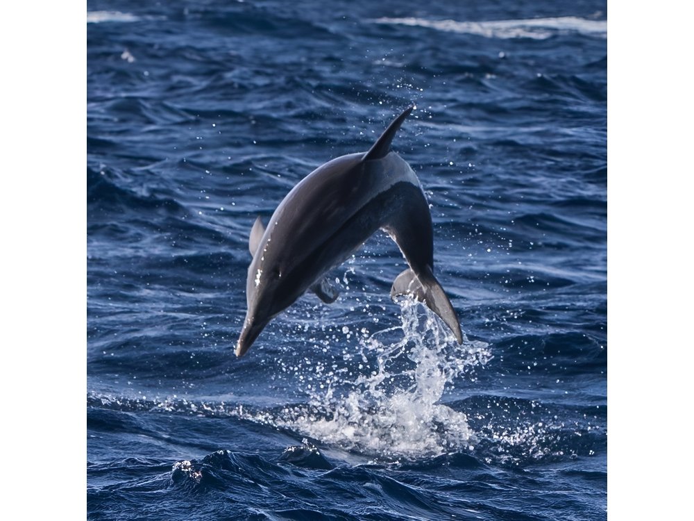 Watching whales and dolphins on Terceira Island