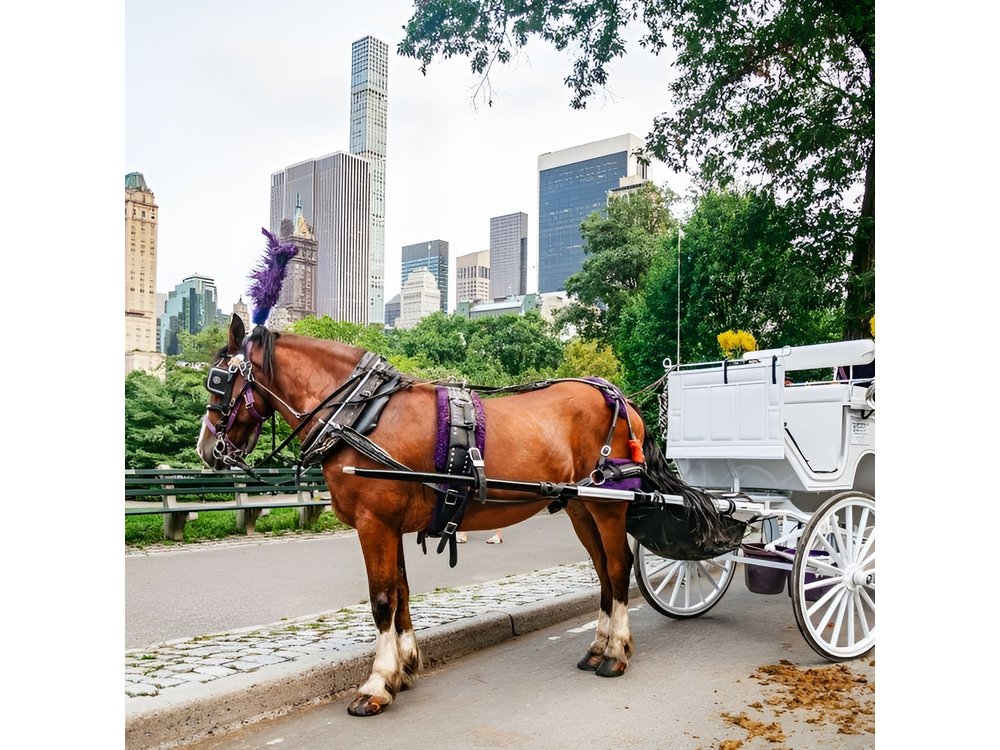 Official Private New York City Central Park Horse Carriage Ride Since 1965™