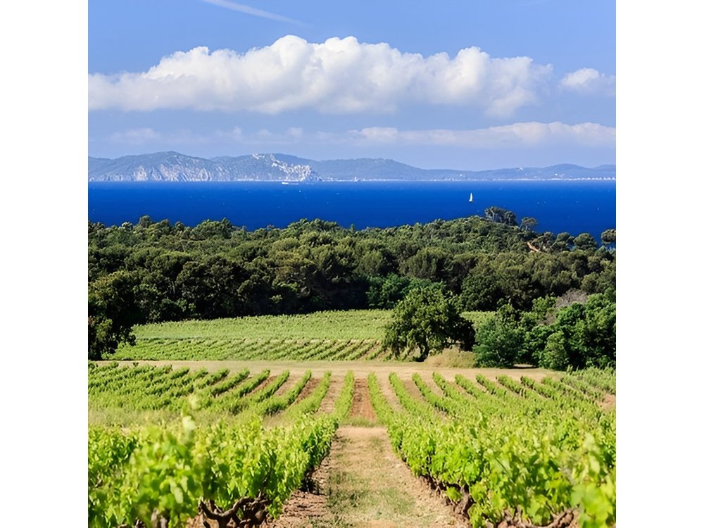 Private Full Day Wine Tour in Provence from Toulon Cruise Port