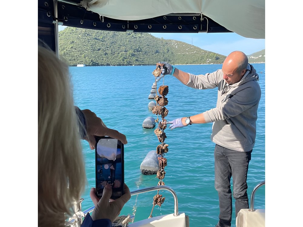 Pelješac - Wine, Oysters and Food Experience from Dubrovnik