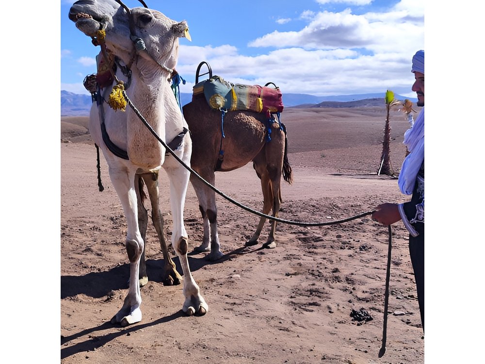 Marrakech Desert Dinner Show & sunset camel ride - Authentic