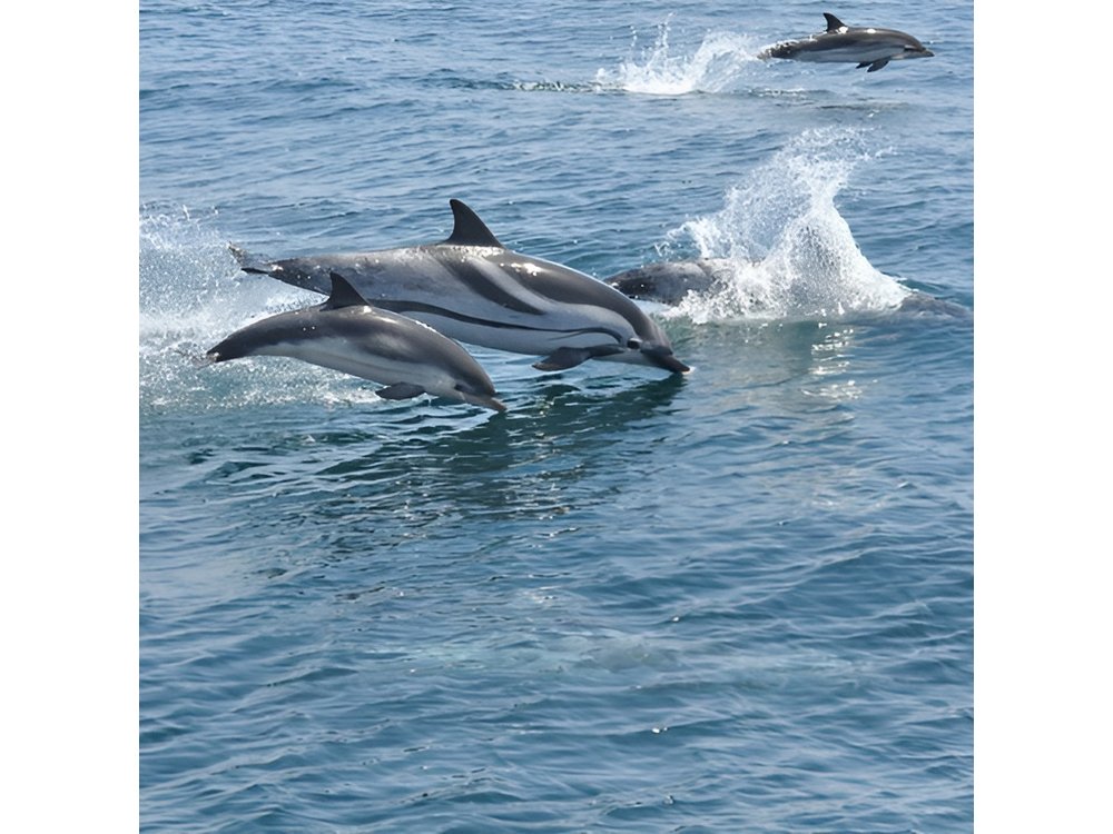 Gibraltar and Dolphin Watching Excursion from Malaga