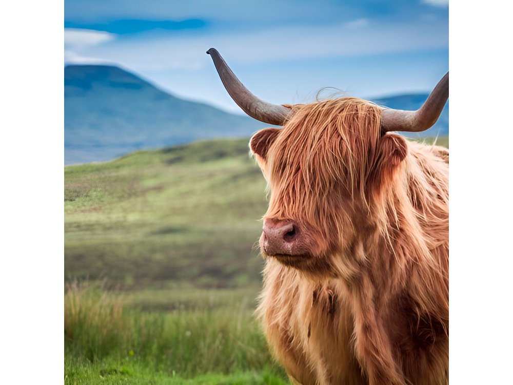 Scottish Highlands, Loch Ness and Glencoe Day Trip from Edinburgh