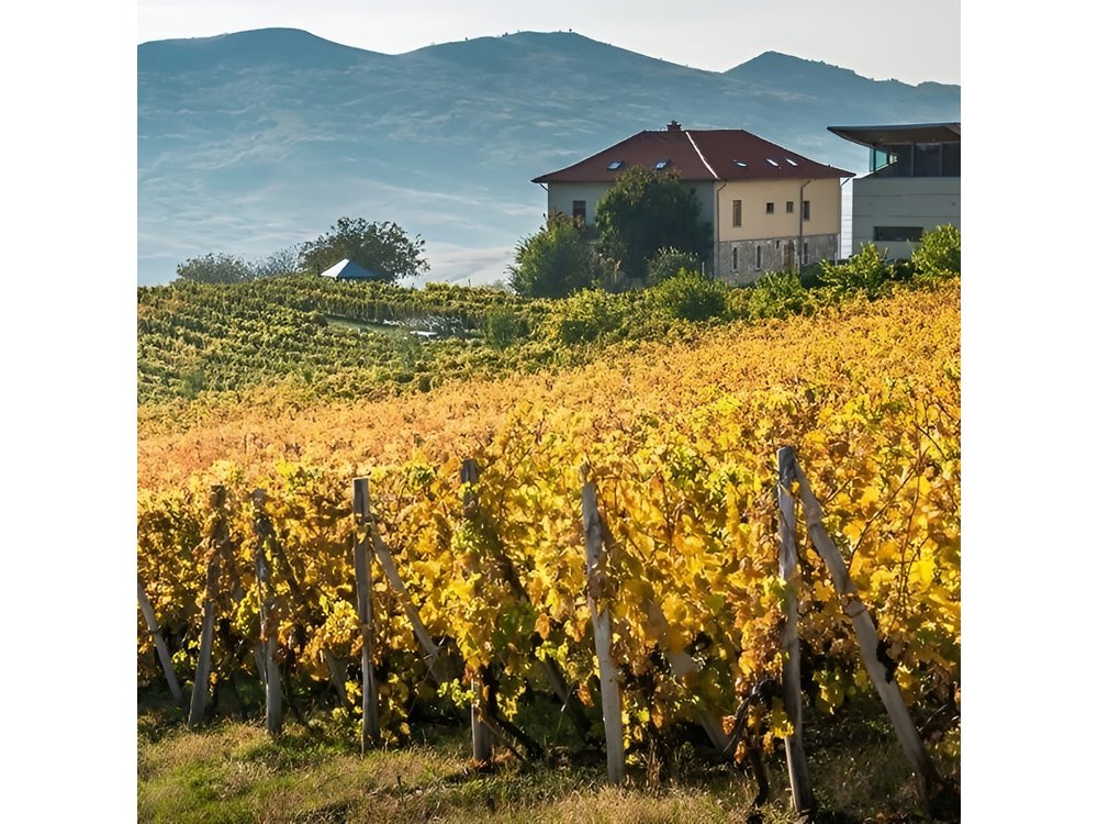 From Bucharest: Private Dealu Mare Wine Tasting Tour