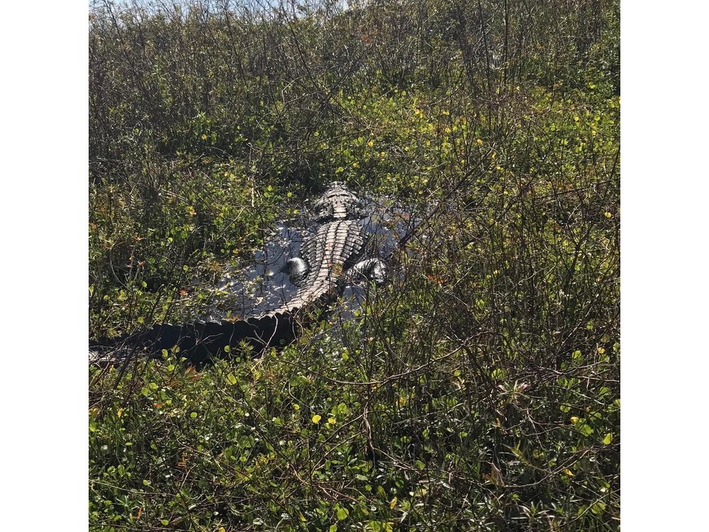 1 Hour Everglades Airboat Tour Orlando Florida