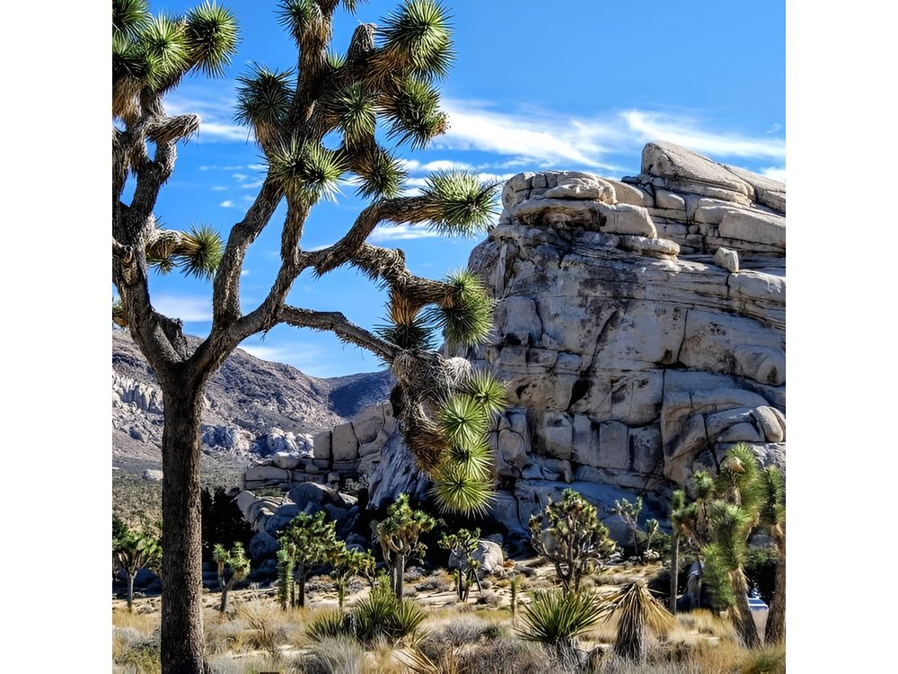 Private Joshua Tree NP Day tour from San Diego (10 hours)