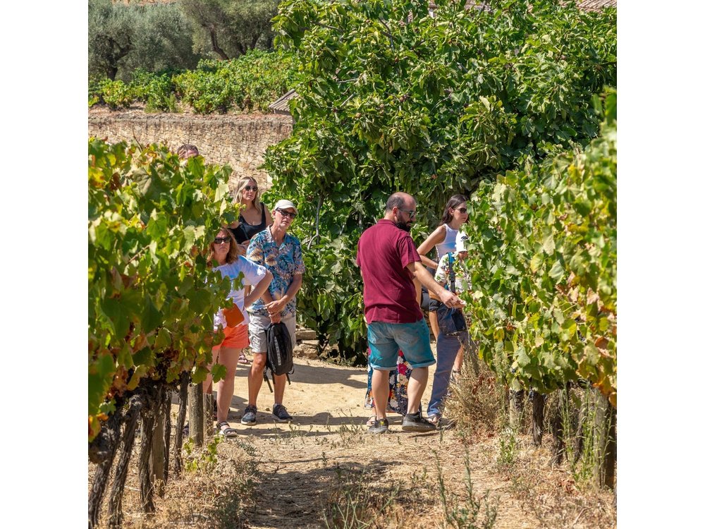 From Porto: Douro Tour with Wine, Cruise and Viewpoint Half-day